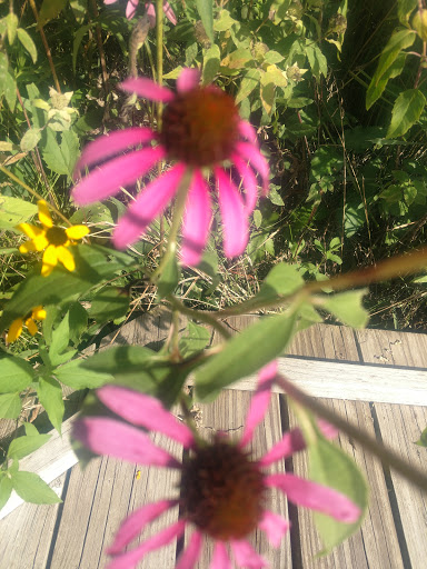 National Park «Herbert Hoover National Historic Site», reviews and photos, 110 Parkside Dr, West Branch, IA 52358, USA