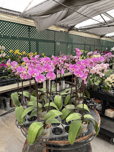 Orchid farm Rancho Cucamonga