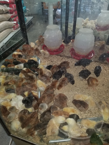 Animal Feed Store «Collier Feed & Pet Supply», reviews and photos, 101 W Laurel Dr, Salinas, CA 93906, USA