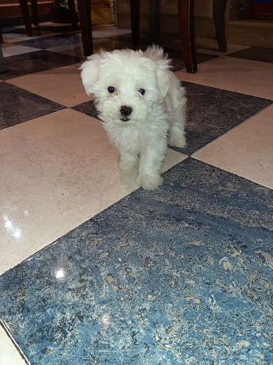 Clínica Veterinaria Vinateros en Madrid