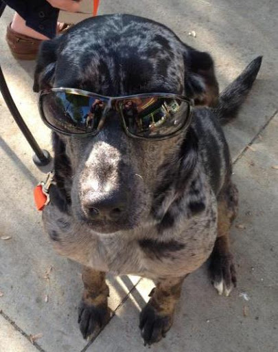 Boutique «Wag! A Unique Pet Boutique», reviews and photos, 231 N Main St A, Hendersonville, NC 28792, USA