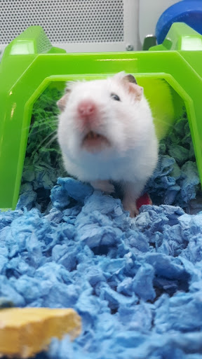 Pet Supply Store «Pet Supplies Plus», reviews and photos, 1206 W Dundee Rd, Buffalo Grove, IL 60089, USA