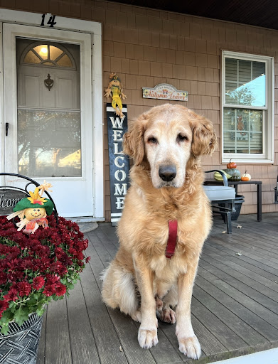 Rippowam Animal Hospital image