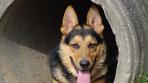 Dog Trainer «Awesome Dawgs Dog Training LLC», reviews and photos, 3052 Pricetown Rd, Temple, PA 19560, USA