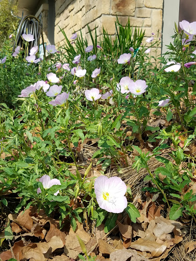 Park «Bob Jones Park», reviews and photos, 3901 N White Chapel Blvd, Southlake, TX 76092, USA