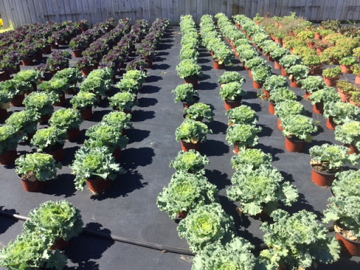 Florist «Raubs Florist & Greenhouses», reviews and photos, 105 Industrial Dr N, Easton, PA 18042, USA