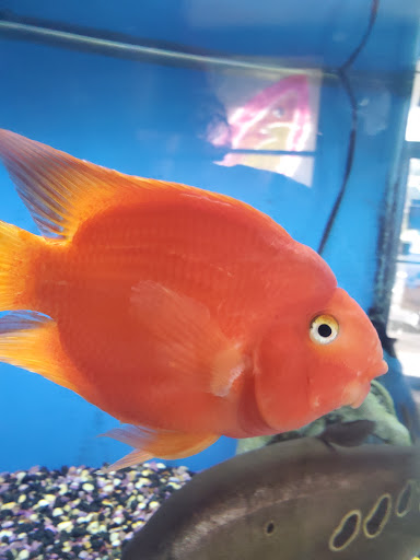 Tropical Fish Store «Sea Level», reviews and photos, 8590 Excelsior Blvd, Hopkins, MN 55343, USA