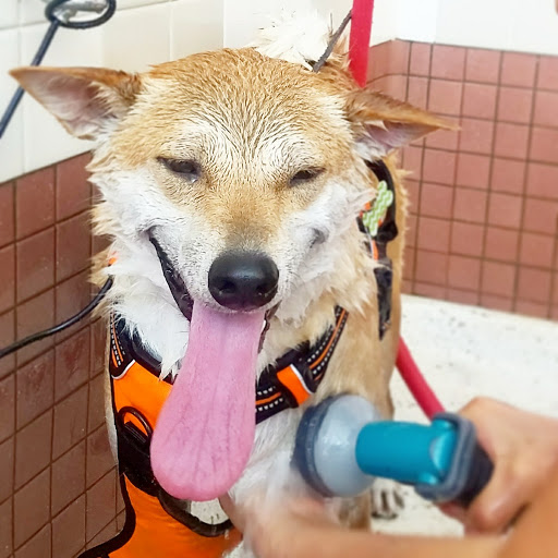 Pet Supply Store «Pet Food Express», reviews and photos, 320 S Lake Ave, Pasadena, CA 91101, USA