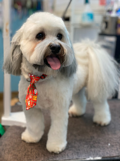 Pet Store «Canine Carousel», reviews and photos, 43135 Broadlands Center Plaza #129, Ashburn, VA 20148, USA