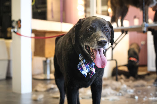 Pet Groomer «Pet-icure Pet Grooming & Supplies», reviews and photos, 89 Main St, Pepperell, MA 01463, USA