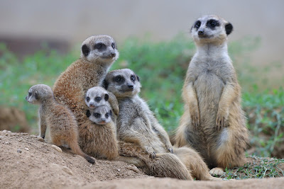 Le Zoo d'Upie à Upie