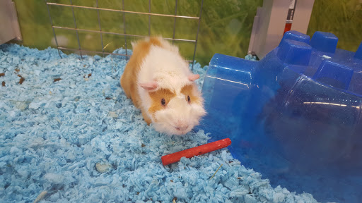 Pet Supply Store «PetSmart», reviews and photos, 310 NJ-36, West Long Branch, NJ 07764, USA