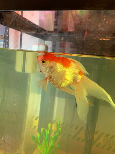 Pet Supply Store «Petco», reviews and photos, 369 S Weber Rd, Romeoville, IL 60446, USA