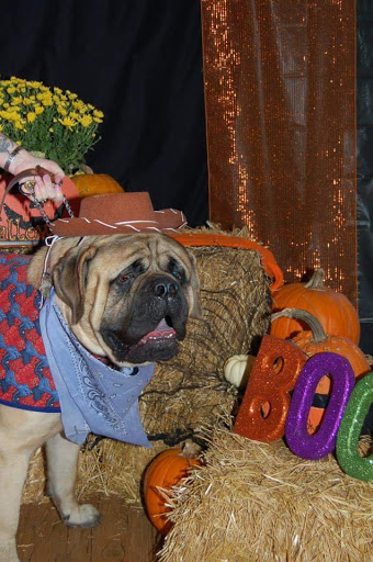 Pet Supply Store «EarthWise Pet Supply - Flower Mound», reviews and photos, 2311 Cross Timbers Rd #307, Flower Mound, TX 75028, USA