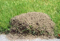 EcoShield Pest Solutions - Photo 9 - Car repair in Houston, TX, Houston