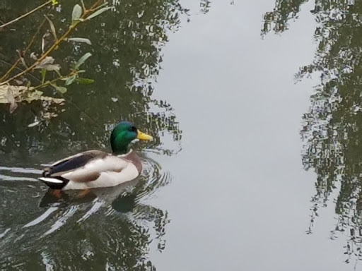 Nature Preserve «Beaverton Creek Wetlands Natural Area», reviews and photos, SW 153rd Dr, Beaverton, OR 97006, USA