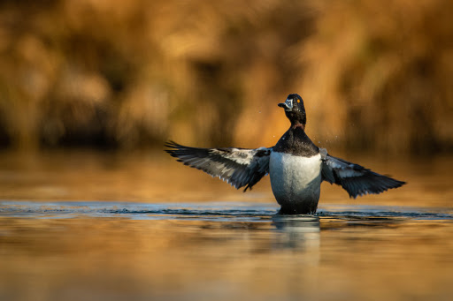 Nature Preserve «Wilson Springs Ponds», reviews and photos, 3209-3507 S Powerline Rd, Nampa, ID 83686, USA