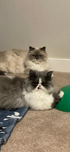 Pet Supply Store «Pet Pros», reviews and photos, 709 WA-9, Lake Stevens, WA 98258, USA