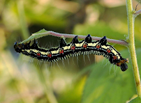 Arrest A Pest, INC - Photo 7 - Car repair in Warwick, RI, Providence