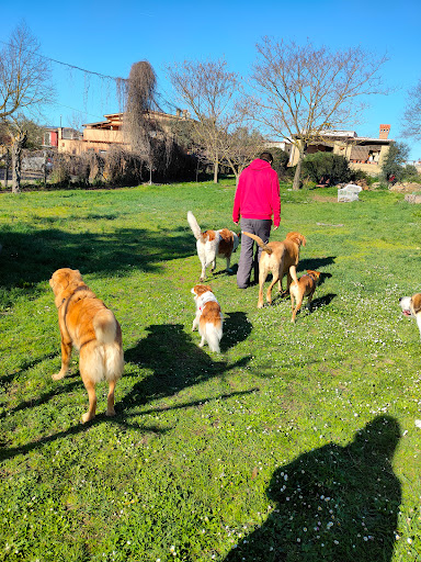 Pensioni per cani e dog hotel a Dogness - Il cane a 360¡