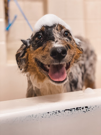 Pet Supply Store «Cats and Dogs - Pet Supplies & Grooming», reviews and photos, 2833 Hyperion Ave, Los Angeles, CA 90027, USA