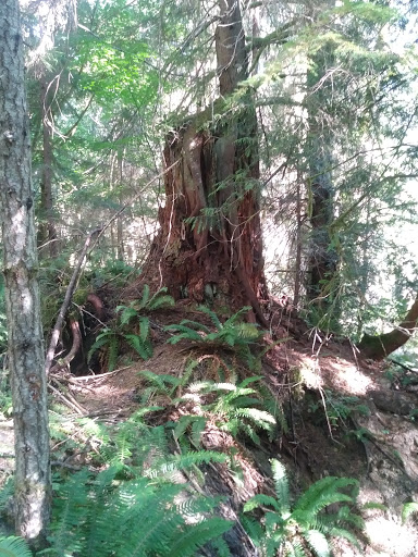 Tourist Attraction «Melmont ghost town», reviews and photos, Carbon River Rd, Carbonado, WA 98323, USA