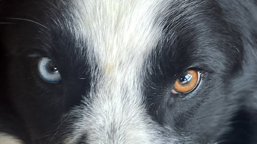 A Estación Centro Veterinario en Ourense