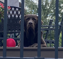 We Love 'Em Pet Sitting - Pet Sitters Of Bucks County, PA