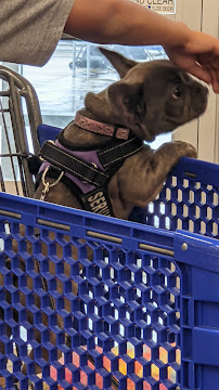 PetSmart - Photo 3 - Car repair in Baytown, TX, Pasadena