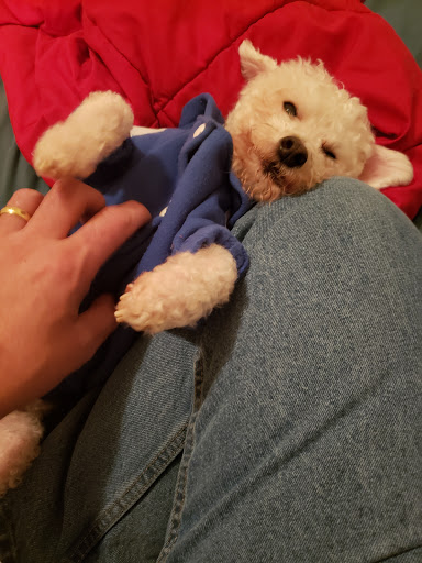 Pet Supply Store «PetSmart», reviews and photos, 1705 Mall of Georgia Blvd, Buford, GA 30519, USA