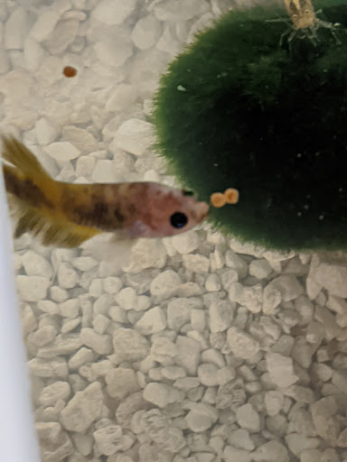 Pet Supply Store «Petco Animal Supplies», reviews and photos, 2842 NW 63rd St, Oklahoma City, OK 73116, USA