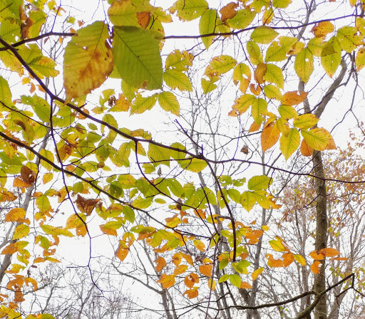 Park «Percy Warner Park», reviews and photos, 7311 Tennessee 100, Nashville, TN 37221, USA