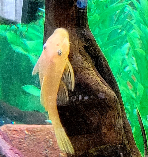 Pet Supply Store «Pet Supplies Plus», reviews and photos, 1856 Hendersonville Rd a, Asheville, NC 28803, USA