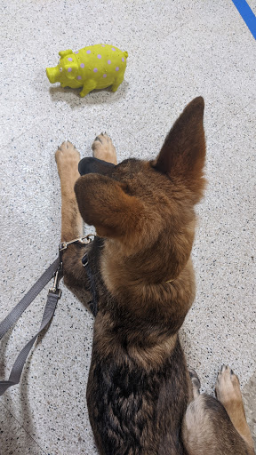 Pet Supply Store «PetSmart», reviews and photos, 467 Cross Keys Rd, Sicklerville, NJ 08081, USA