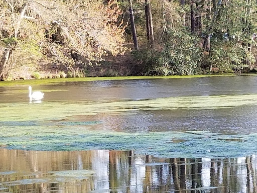 State Park «Parvin State Park», reviews and photos, 701 Almond Rd, Pittsgrove Township, NJ 08318, USA