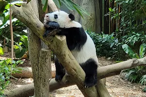 Giant Panda Forest image