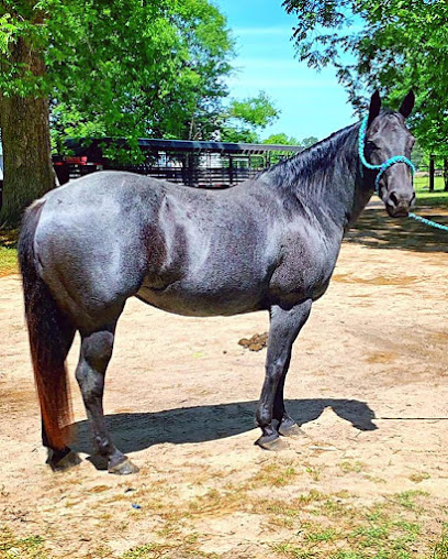 Black and Blue Quarter Horses