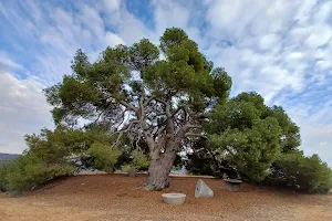 Pi de Cal Pino( arbre monumental) image