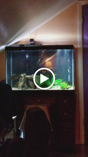 Tropical Fish Store «Tropi-Quatics Pet Center», reviews and photos, 337 S Main St, Lombard, IL 60148, USA