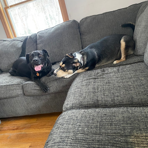 Photo of Backwoods K-9 Boarding and Daycare