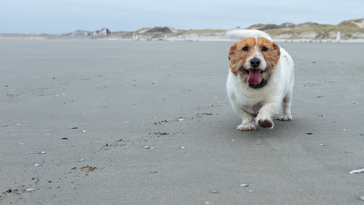 Dog Park «Mt. Airy Dog Park», reviews and photos, 3006 Westwood Northern Blvd, Cincinnati, OH 45211, USA