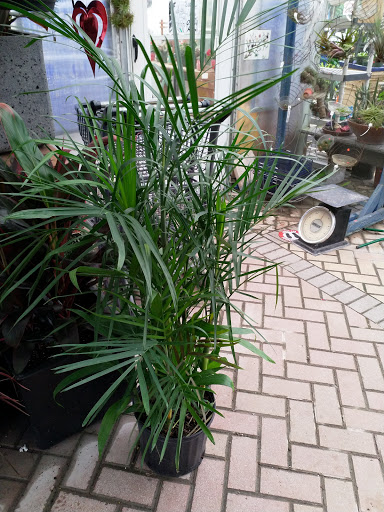 Wholesale Plant Nursery «Galloway Farm Nursery Inc.», reviews and photos, 7790 SW 87th Ave, Miami, FL 33173, USA