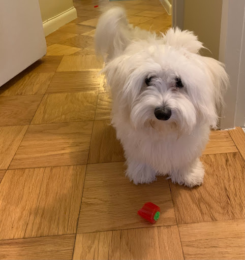 Pet Supply Store «PetSmart», reviews and photos, 2100 88th St, North Bergen, NJ 07047, USA