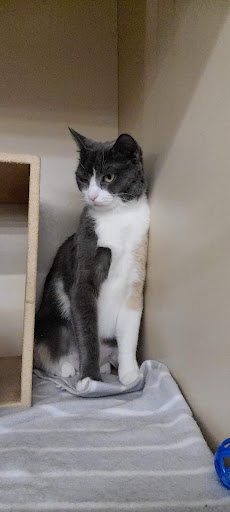 Pet Supply Store «PetSmart», reviews and photos, 27161 Crossroads Pkwy, Rossford, OH 43460, USA