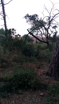 Forêt Communale de Vielle-Saint-Girons à Vielle-Saint-Girons
