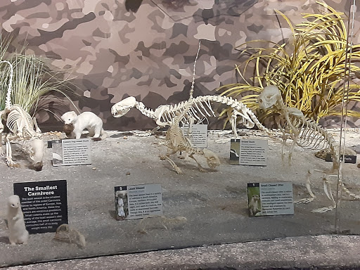 Museum «SKELETONS: Museum Of Osteology», reviews and photos, 8441 International Dr Suite 250, Orlando, FL 32819, USA