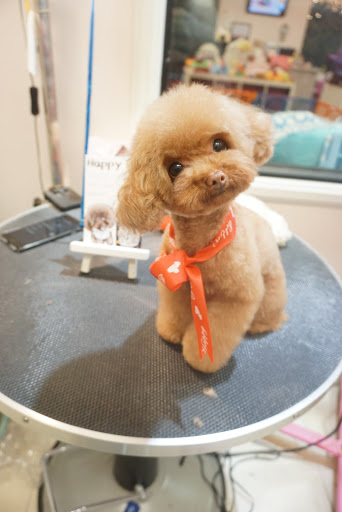 Pet Store «Happy Pet», reviews and photos, 701 E Valley Blvd, San Gabriel, CA 91776, USA