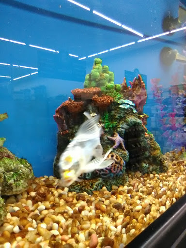 Pet Supply Store «Pet Supplies Plus», reviews and photos, 5418 N Blackstone Ave, Fresno, CA 93710, USA