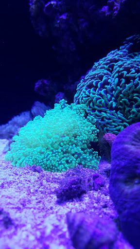 Tropical Fish Store «Barrier Reef Aquariums», reviews and photos, 1717 NE 44th St # A, Renton, WA 98056, USA