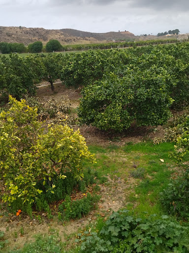 Sendero de los 10000 pasos. Torres de Cotillas - Cam. los Beltranes, 30560, Murcia